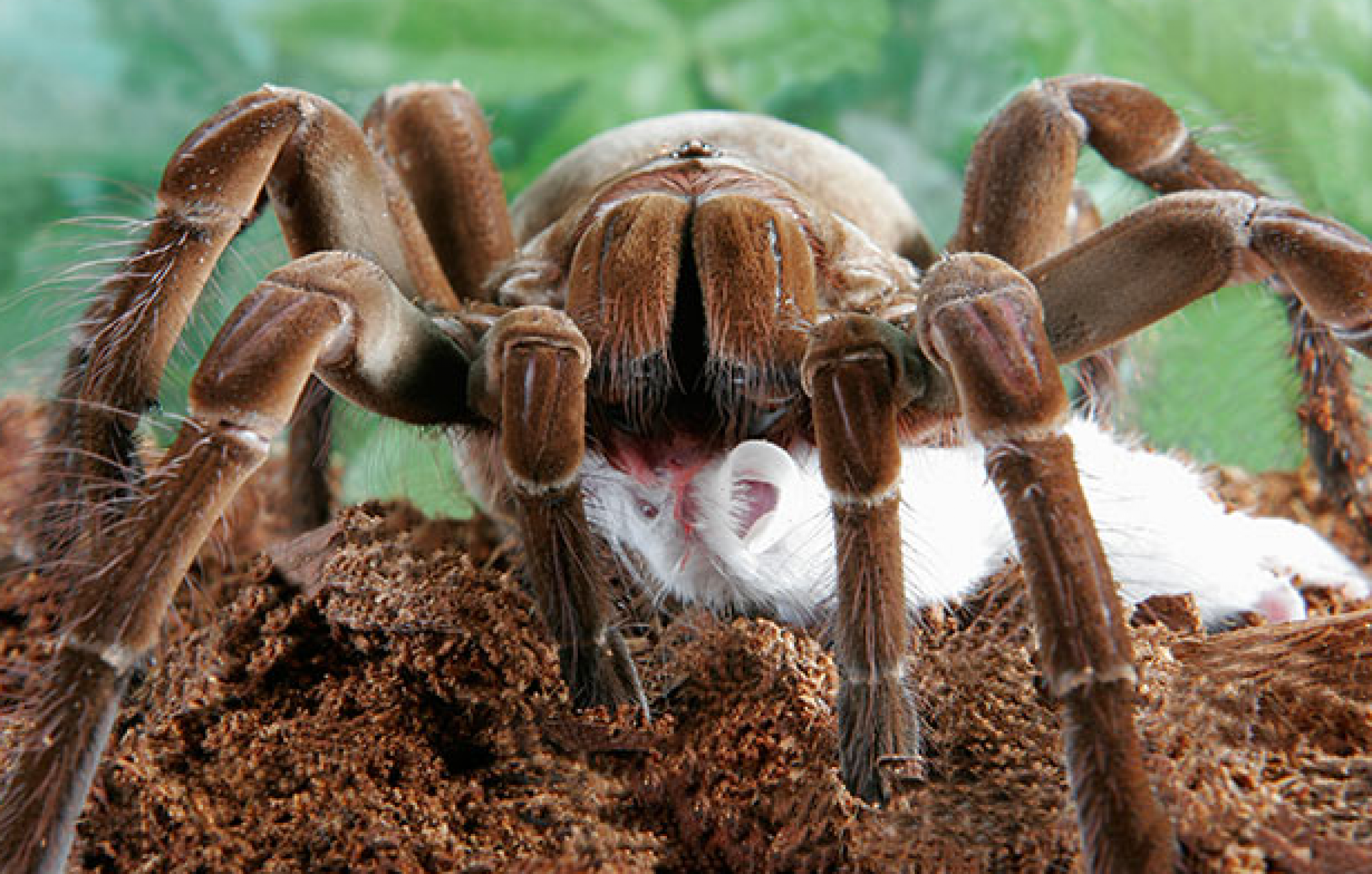 World's Largest Spider is From South America, and It's the Worst