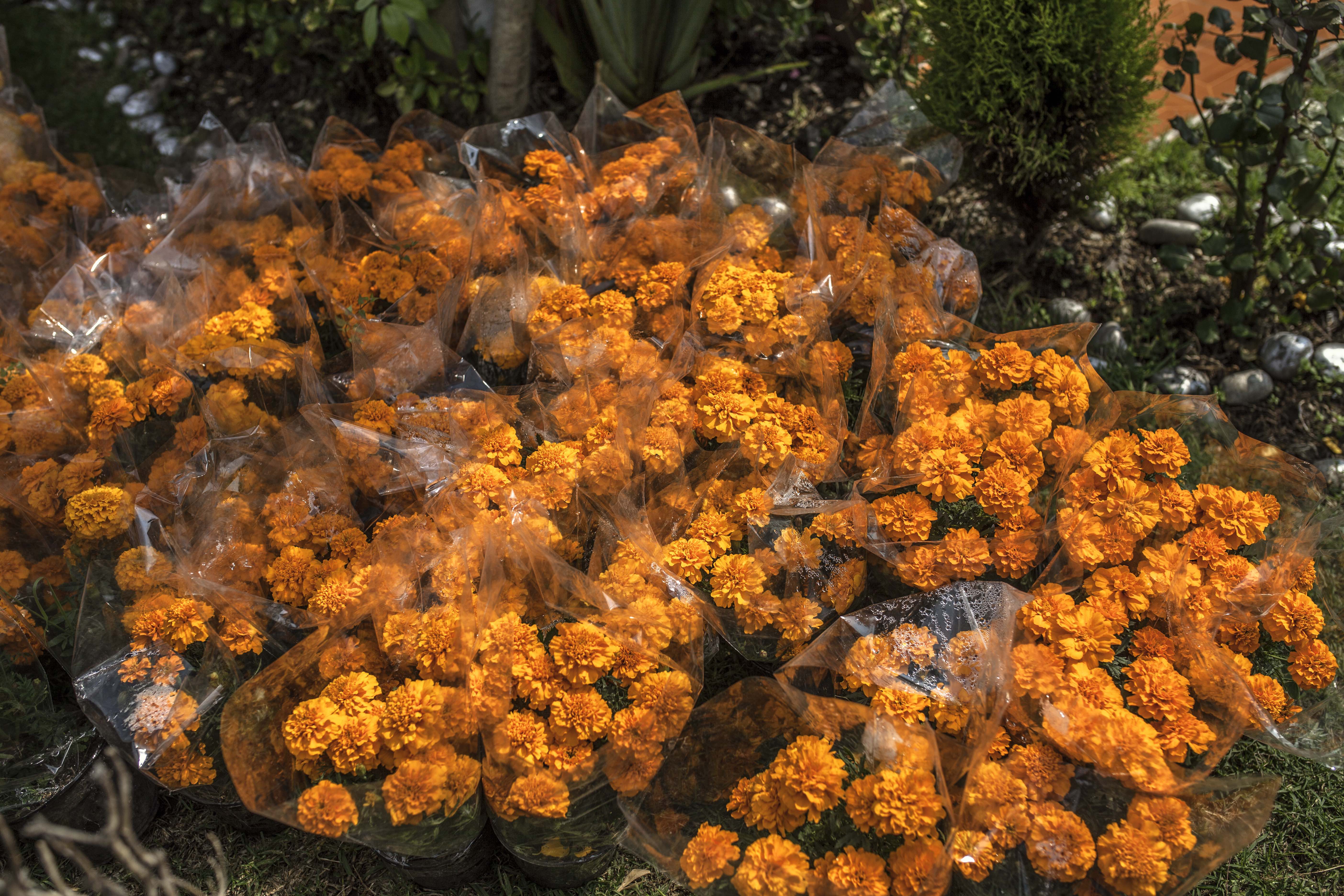 How Marigolds Became the Iconic Flower Used to Celebrate Dia de Muertos