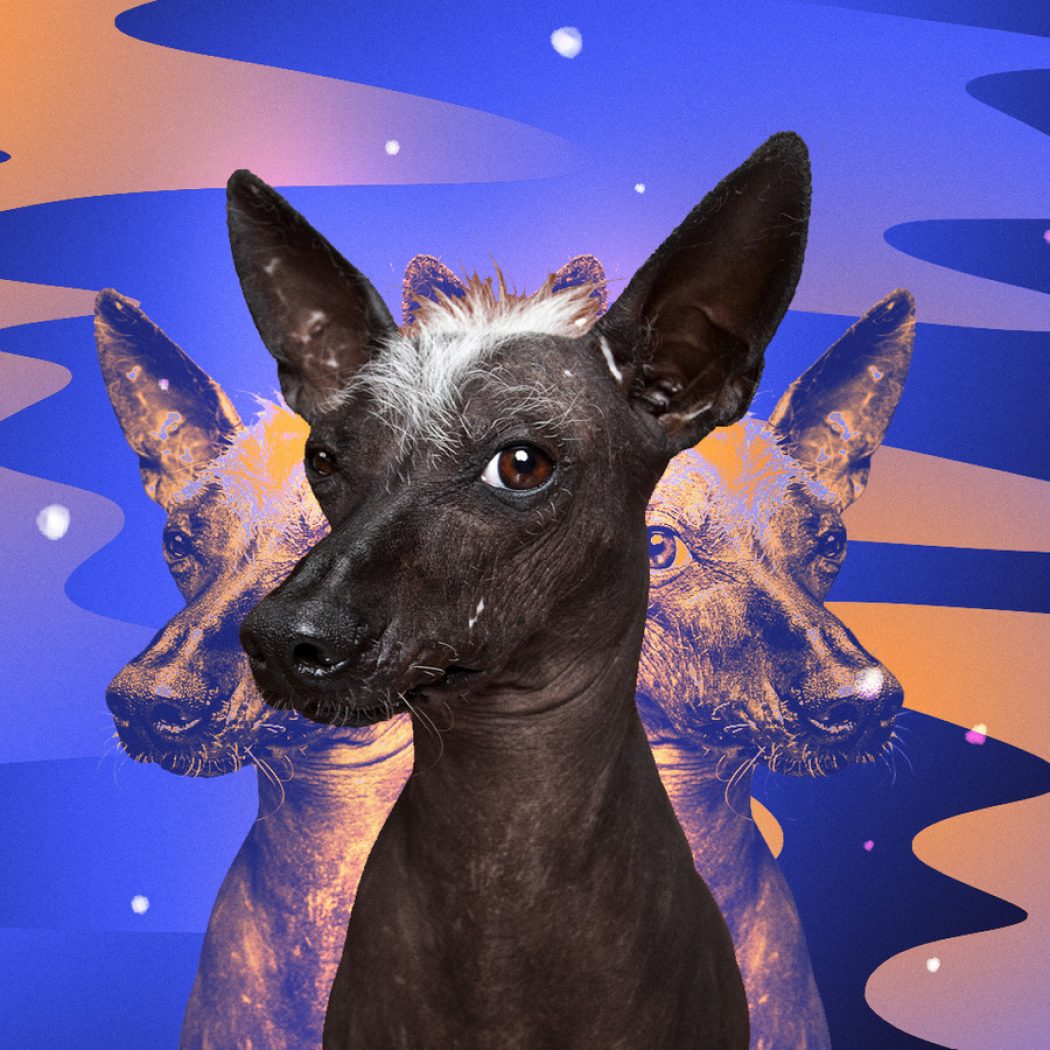 5 Facts You Should Know About the Xoloitzcuintle for National Love Your