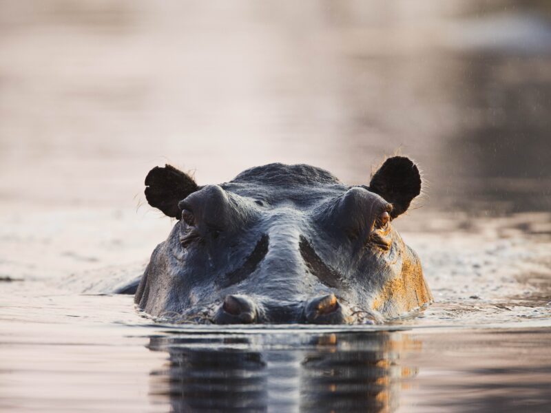 Close up of hippo at water level, sunset