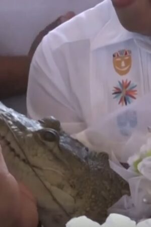 Mexican mayor marries alligator in traditional custom.
