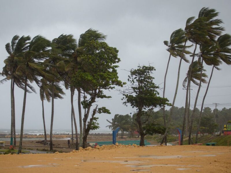 Palm trees blow in the wind in Nagua, Dominican Republic, on September 19, 2022, during the passage of Hurricane Fiona. - Hurricane Fiona made landfall along the coast of the Dominican Republic on Monday, the National Hurricane Center said, after the storm tore through Puerto Rico. (Photo by Erika SANTELICES / AFP) (Photo by ERIKA SANTELICES/afp/AFP via Getty Images)
