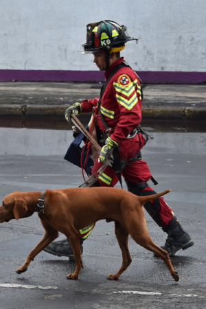 A member of the Mexican K-9 unit and his sniffer dog walk near a flattened building in Mexico City on September 22, 2017 three days after a strong quake hit central Mexico. A powerful 7.1 earthquake shook Mexico City on Tuesday, causing panic among the megalopolis' 20 million inhabitants on the 32nd anniversary of a devastating 1985 quake. / AFP PHOTO / Yuri CORTEZ (Photo credit should read YURI CORTEZ/AFP via Getty Images)