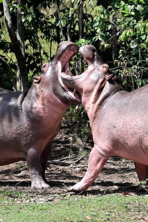 Hippos are seen at the Hacienda Napoles theme park, once the private zoo of drug kingpin Pablo Escobar at his Napoles ranch, in Doradal, Antioquia department, Colombia on September 12, 2020. - Escobar bought four hippos from a zoo in California and flew them to his ranch in the early 1980s. Left to themselves on his Napoles Estate, they bred to become supposedly the biggest wild hippo herd outside Africa -- a local curiosity and a hazard. (Photo by Raul ARBOLEDA / AFP) (Photo by RAUL ARBOLEDA/AFP via Getty Images)
