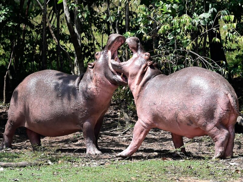 Hippos are seen at the Hacienda Napoles theme park, once the private zoo of drug kingpin Pablo Escobar at his Napoles ranch, in Doradal, Antioquia department, Colombia on September 12, 2020. - Escobar bought four hippos from a zoo in California and flew them to his ranch in the early 1980s. Left to themselves on his Napoles Estate, they bred to become supposedly the biggest wild hippo herd outside Africa -- a local curiosity and a hazard. (Photo by Raul ARBOLEDA / AFP) (Photo by RAUL ARBOLEDA/AFP via Getty Images)