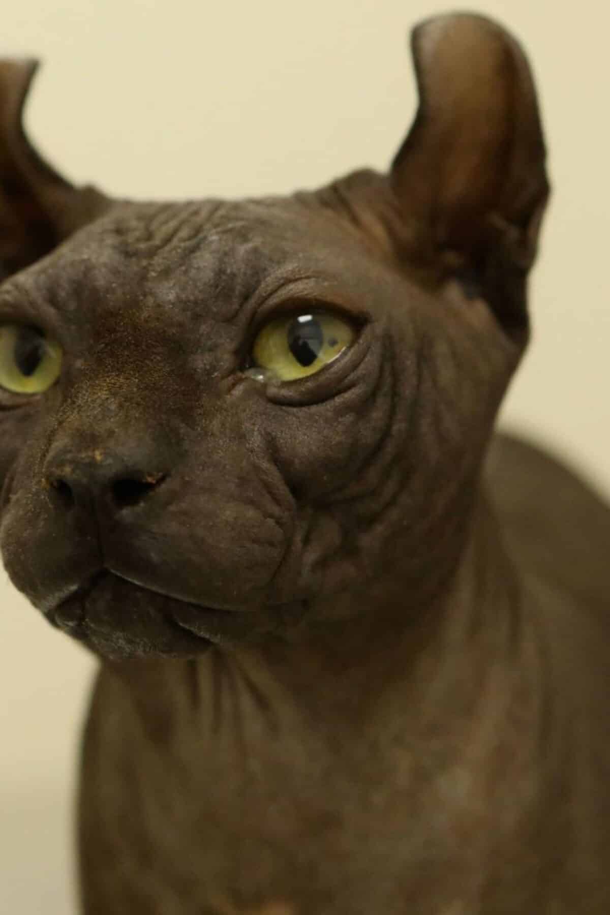 16 Scale Tattooed Sphinx Hairless Cat Model Figure Gift Tattoo Shop  Decoration  eBay