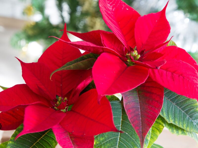 beautiful red poinsettia Christmas flower close up