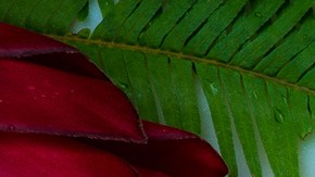 Courtesy of Cacao Prieto.