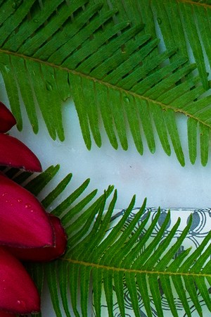 Courtesy of Cacao Prieto.