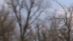 Stray Dog LA Film Fest