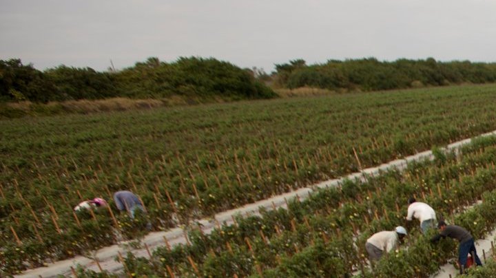 Food Chains fields