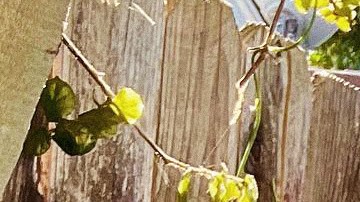 Photo by @Paquiliztli