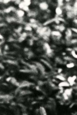 chespirito black and white