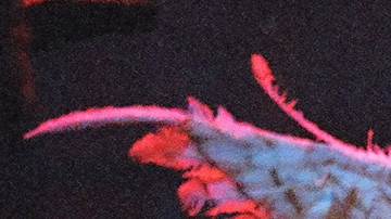 Kurt Cobain and Dave Grohl of Nirvana during MTV Live and Loud: Nirvana Performs Live - December 1993 at Pier 28 in Seattle, Washington, United States. Photo by Jeff Kravitz/FilmMagic, Inc