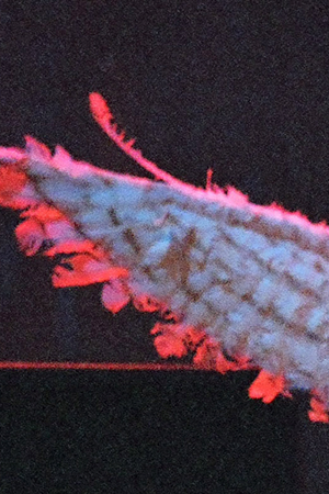 Kurt Cobain and Dave Grohl of Nirvana during MTV Live and Loud: Nirvana Performs Live - December 1993 at Pier 28 in Seattle, Washington, United States. Photo by Jeff Kravitz/FilmMagic, Inc