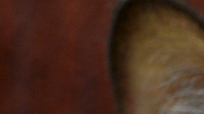 Grumpy Cat Endorsement