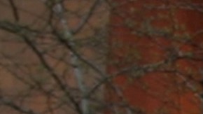 Tribeca Film Festival 2005