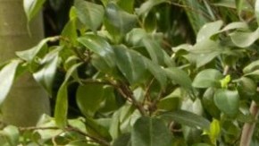 A reimagined version of Frida Kahlo’s  studio overlooking her garden.
Photograph: Ivo M Vermeulen/New York Botanical Garden