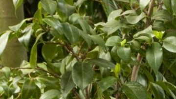 A reimagined version of Frida Kahlo’s  studio overlooking her garden.
Photograph: Ivo M Vermeulen/New York Botanical Garden