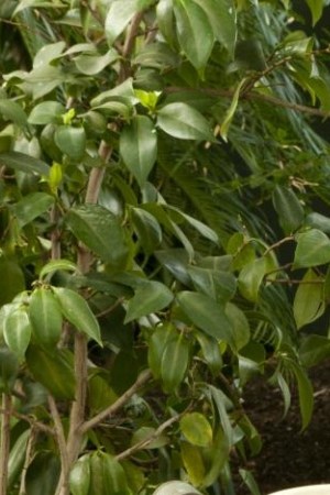 A reimagined version of Frida Kahlo’s  studio overlooking her garden.
Photograph: Ivo M Vermeulen/New York Botanical Garden