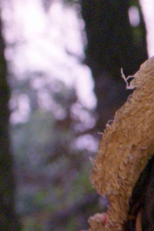 la-india-maria-1885215 CROP