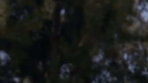 Club de Cuervos Screen Shot 2015-07-13 at 5.45.14 PM