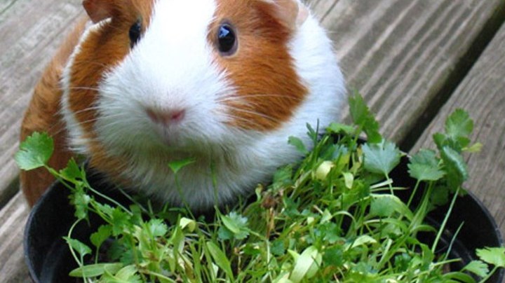 guinea_pig_eating_cilantro