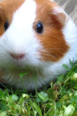 guinea_pig_eating_cilantro