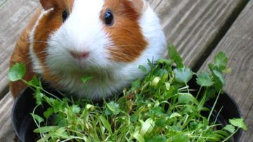 guinea_pig_eating_cilantro