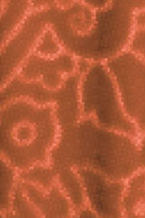 "Our Lady" by Alma Lopez