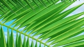 Art by Alan Lopez for Remezcla