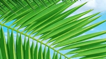 Art by Alan Lopez for Remezcla