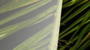 Jaina Lee Ortiz as Detective Villa.