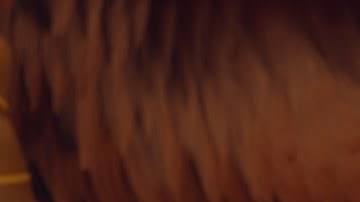 un gallo con muchos huevos