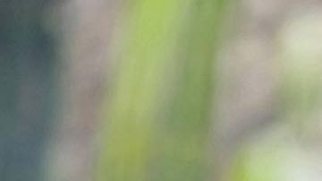 Photo courtesy of the Goldman Environmental Prize