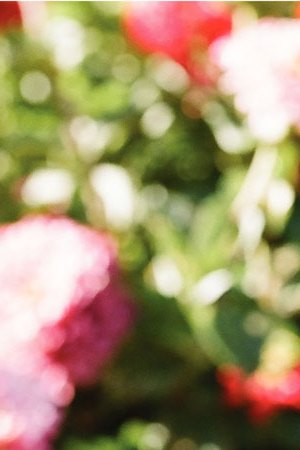 Isabel-Allende-credit-Lori-Barra_0