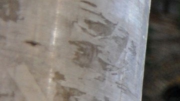 Photo by Arthur Pollock