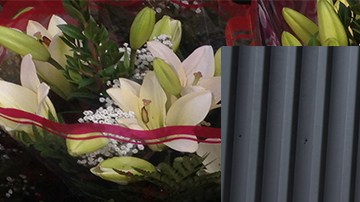 Photo by Itzel Alejandra Martinez for Remezcla