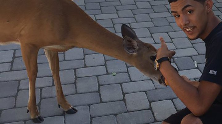deer-friends_culture