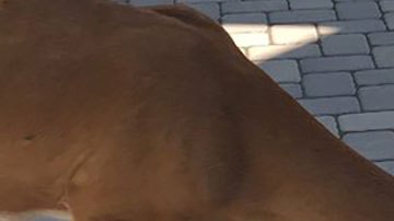 deer-friends_culture