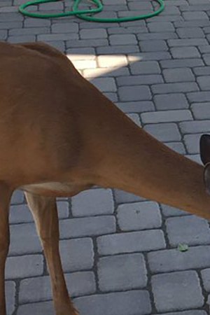 deer-friends_culture