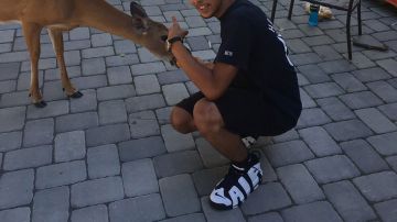 deer-friends_culture