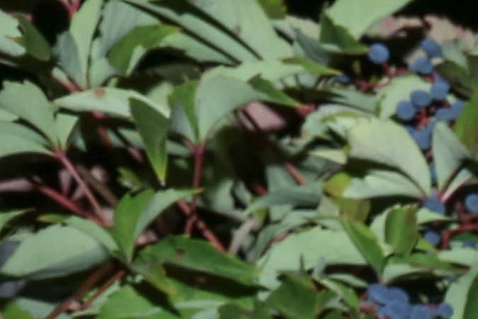 lewis-del-mar_itzel-4