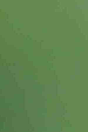 Photo by Kurit Afsheen / EyeEm