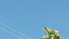 Photo by by Hillary Jones/Redspecs