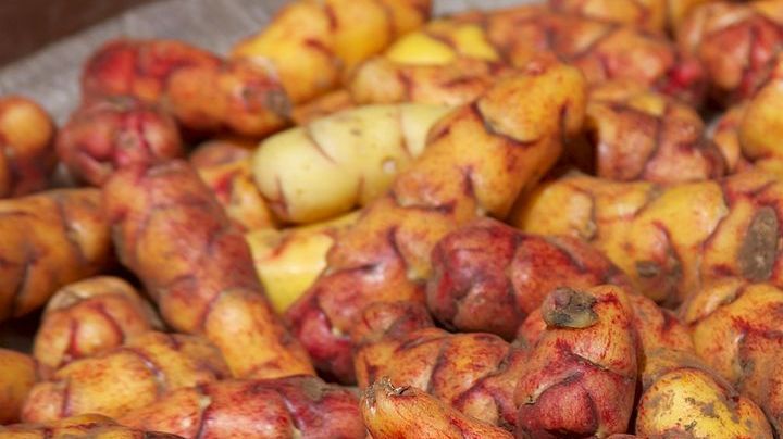 Creative Commons "Peru - Cusco 107 - Peruvian papas” by McKay Savage is licensed under CC BY 2.0
