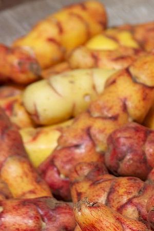 Creative Commons "Peru - Cusco 107 - Peruvian papas” by McKay Savage is licensed under CC BY 2.0