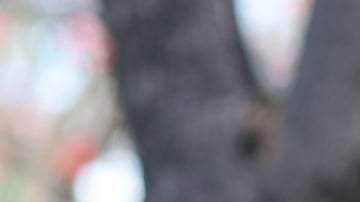 Courtesy of Cal State LA