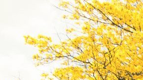 Bomba Estéreo. Courtesy of Sony Music