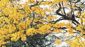 July 4th playlist collage